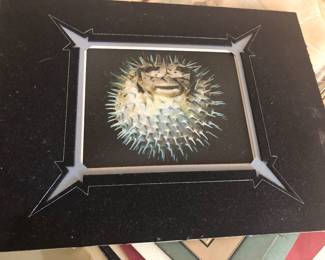 Puffer fish with face