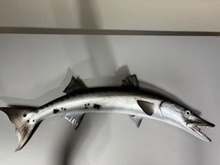 38" Barracuda fiberglass fish mount