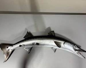 38" Barracuda fiberglass fish mount