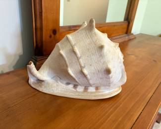 Extra Large Horned Helmet Conch Shell