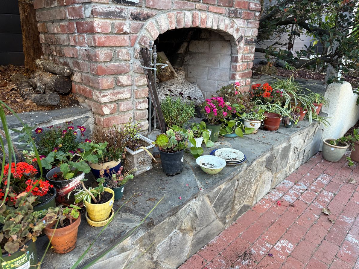 Plants and pottery