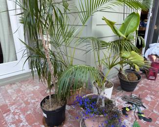 Plants and pottery