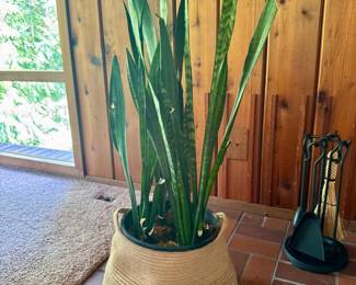 10 TallSnakePlantinWovenBasketPlanter43OverallHeight