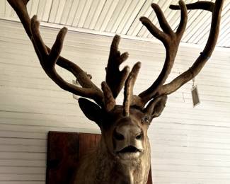 Caribou, the ceilings are 12' and he's mounted just above the fireplace. Huge! Ok condition, peeling in some places. Damage from being over a gas fire for 20 years, I suppose.