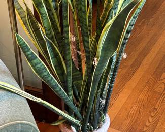 Plants
