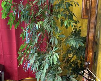 Plants
