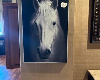 Beautiful Horse Picture