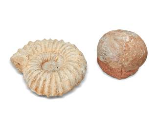 1017
Circa Late Cretaceous Period and later
Two fossil specimens
Comprising a hadrosaur egg fossil on a stone matrix, and an ammonite fossil
2 pieces
Hadrosaur: 5.75" H x 5.75" W x 6.875" D; Ammonite: 4" H x 10" W x 9" D
Estimate: $200 - $300