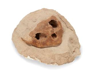 1016
Prehistoric or later
A fossilized animal skull specimen
The skull embedded in a stone matrix
4.5" H x 11.75" W x 9.25" D
Estimate: $200 - $300
