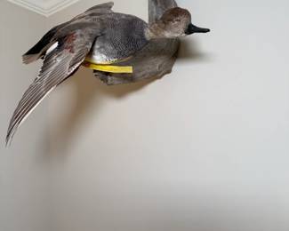 Taxidermy Duck