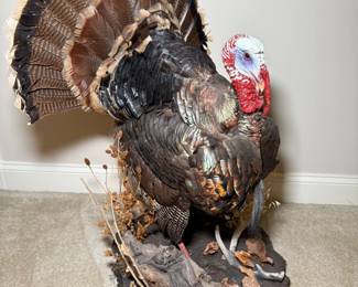 Taxidermy Turkey