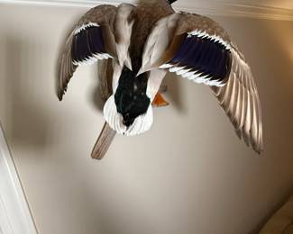 Taxidermy Duck