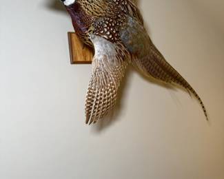 Taxidermy Pheasant