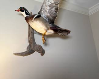Taxidermy Duck