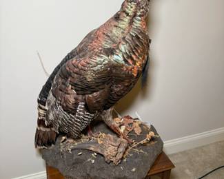 Taxidermy Turkey