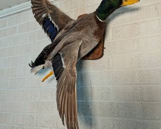 Taxidermy Duck