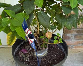 Planter with live plant