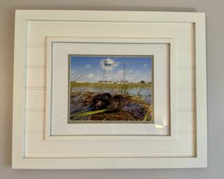 Framed photograph of muskrats by Cameron Evans