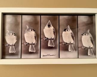 Framed photograph of birds by David Kinneer