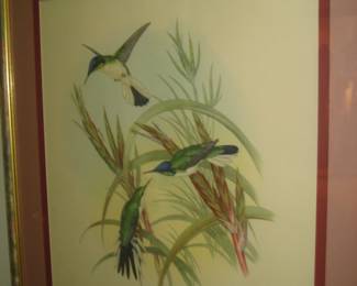 J. Gould hand colored hummingbird print