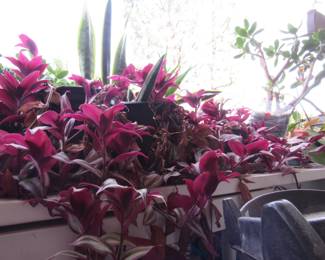 GALLON WANDERING JEW