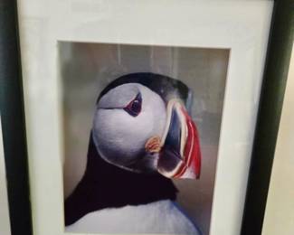 Puffin Portrait Photograph - Framed & Matted - Signed, but Signature is Illegible