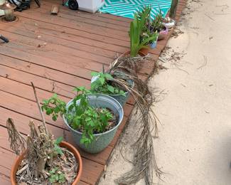 More plants! Outdoor rugs, wind chimes and more