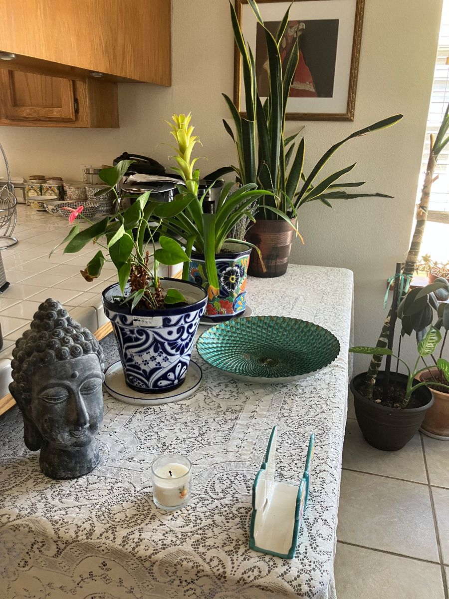 Buddha head, Talavera pot & plant, snake plant, Anton Studio Designs Peacock Bowl.