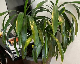 Dracaena, likely a variety of Dracaena fragrans, also commonly known as the Corn Plant