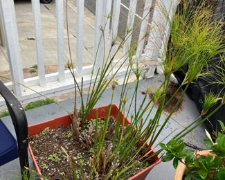 Papyrus, specifically Umbrella Papyrus (Cyperus alternifolius) or Papyrus (Cyperus papyrus)