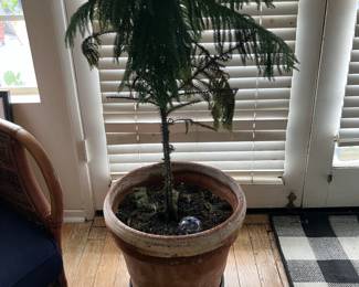Potted Norfolk Island Pine (also known as Araucaria heterophylla).