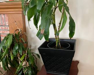 Dracaena, likely a variety of Dracaena fragrans, also commonly known as the Corn Plant