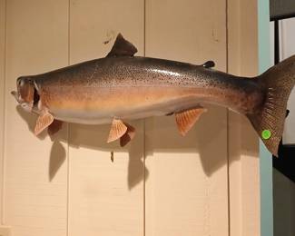 Taxidermy Fish