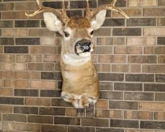 Taxidermy Deer