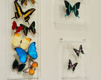 Butterfly Display, Framed Butterflies