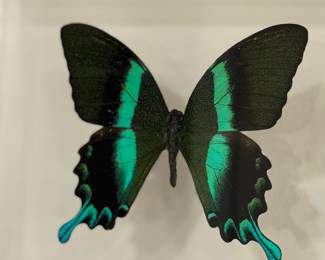 Peacock Swallowtail Framed Butterfly