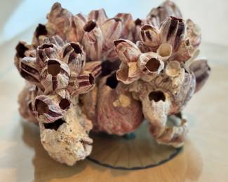 Purple Acorn Barnacle Cluster Decorative Conchylepes