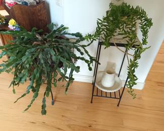 Live plants!   Rescue them quick, I have a black thumb