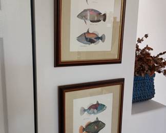 Framed art ocean fish