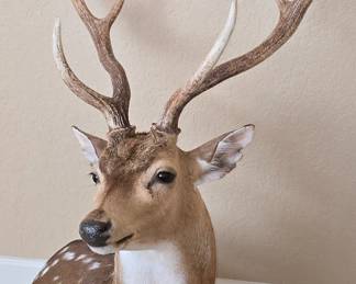 Axis Mount