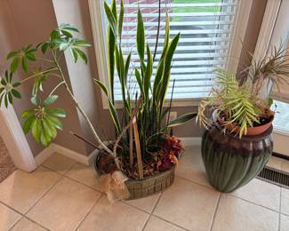 Plants
