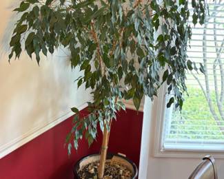 Ficus tree in nice pot