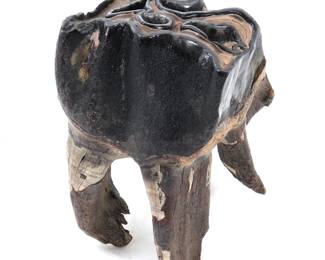 Lot 264 Ancient Fossilized Wooly Mammoth Tooth