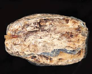 Lot 263 Large Slab of Wooly Mammoth Tooth Section