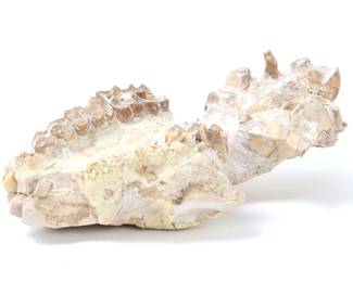 Lot 266 Ancient Phosphatherium Fossilized Mandible Section
