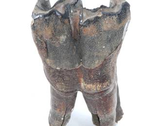 Lot 265 Ancient Fossilized Woolly Mammoth Tooth
