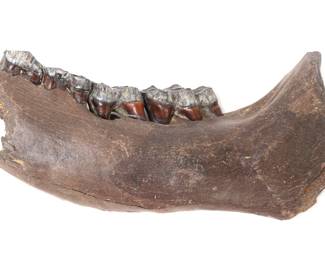 Lot 268 Fantastic Woolly Mammoth Mandible Section wTeeth