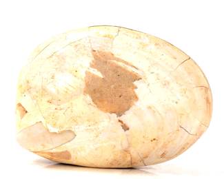 Lot 261 Ancient Fossilized Complete Clam Shell