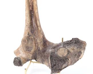 Lot 267 Well Preserved Ancient Fossilized Dinosaur Bone