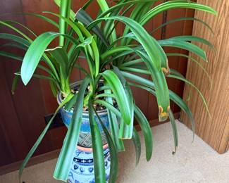 Potted Bush Lily